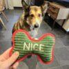 ANNIE - 8 anni (nata il 1 aprile 2017) - Razza: Mix Saluki (Levriero arabo) - Taglia: Medio grande - Carattere: dolce, tranquilla, affettuosa Foto 4